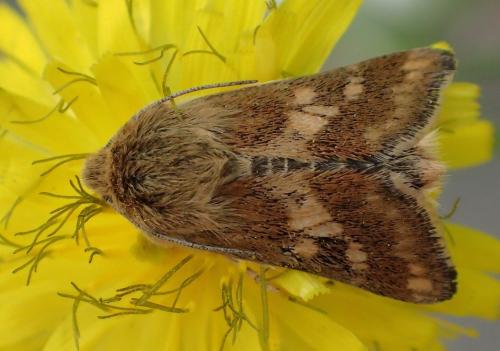 Schinia cardui